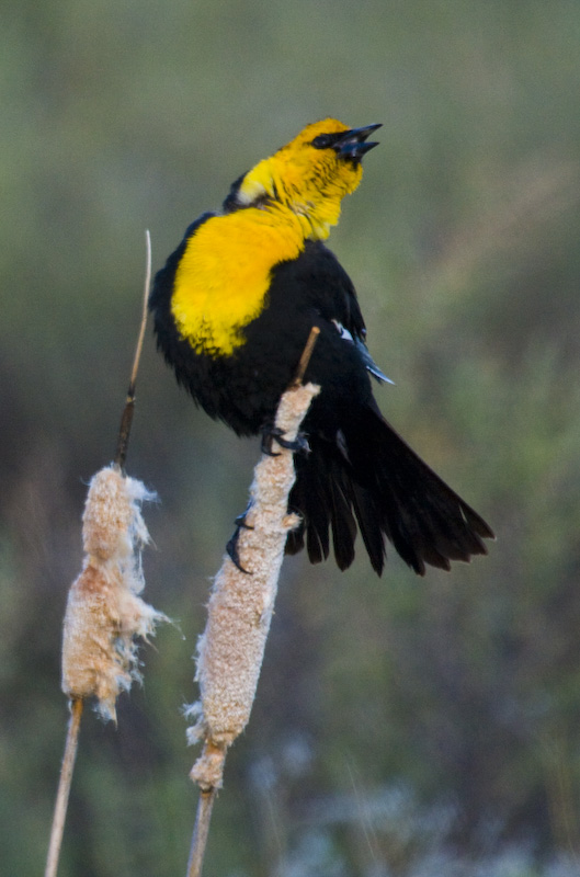 Yellow-Headed Blackbird